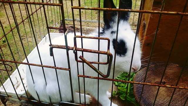 cage lapin demontable