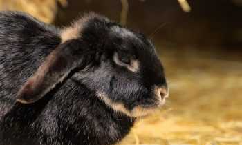 Comment améliorer le confort de la cage de votre lapin ?