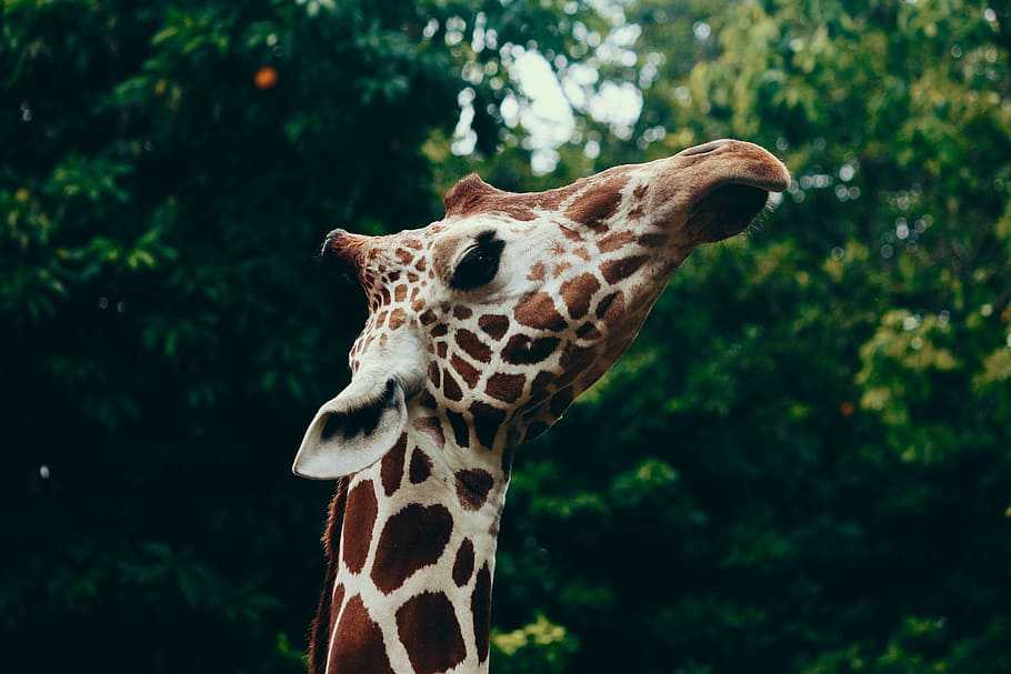 la longueur de la langue d'une girafe adulte