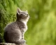 Quelle est la durée de vie d’un chat d’appartement ?