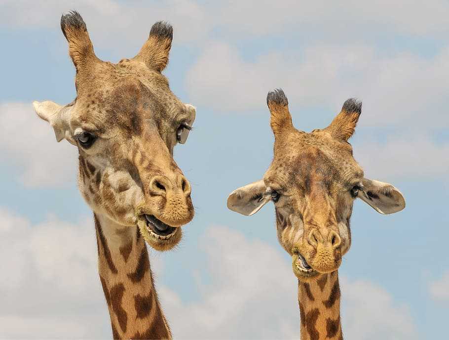 longueur de la langue d'une girafe