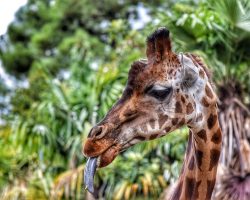 Quelle est la longueur de la langue de la girafe ?