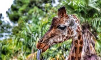 Quelle est la longueur de la langue de la girafe ?