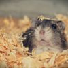 Comment s’occuper d’un hamster doré ?