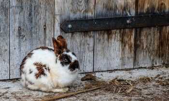 Que mettre au fond de sa cage à lapin ?