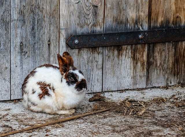 fond de cage à lapin