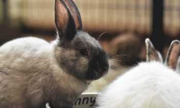 Quels sont les parasites pour un lapin ?