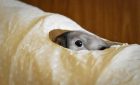 Enclos lapin intérieur : est-ce bien pour un lapin ?