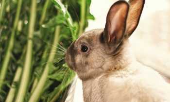 Pourquoi une assurance santé pour votre lapin