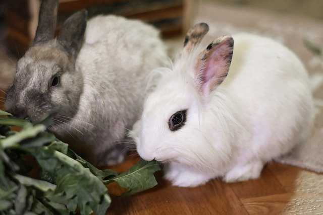 alimentation lapin