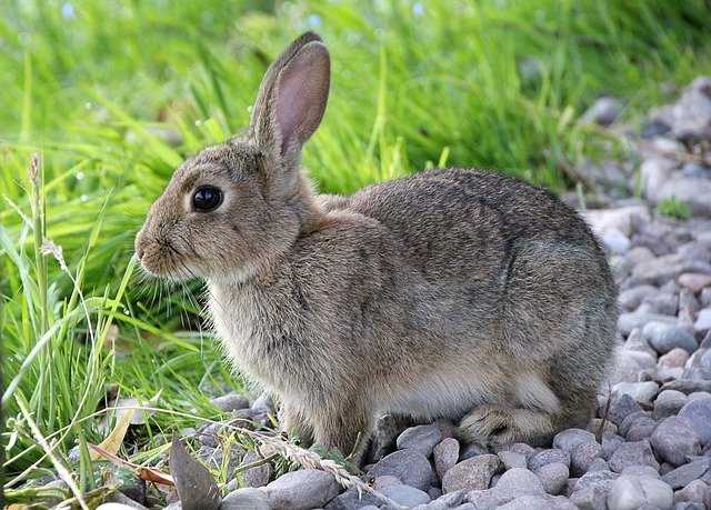 cage lapin pas cher