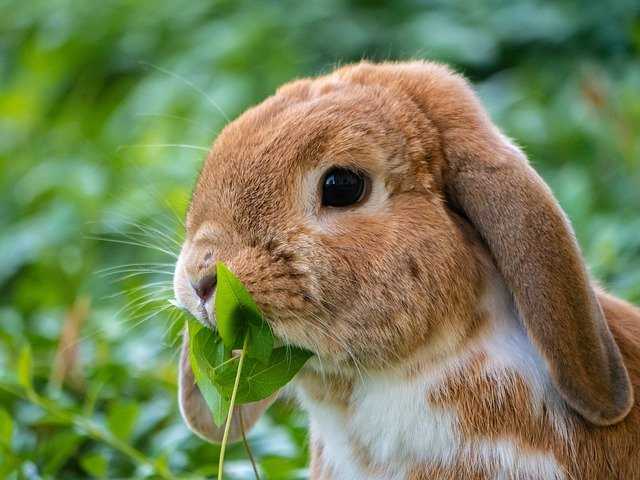 enclos lapin extérieur