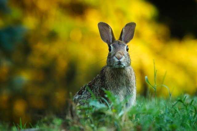 cage a lapin extérieur