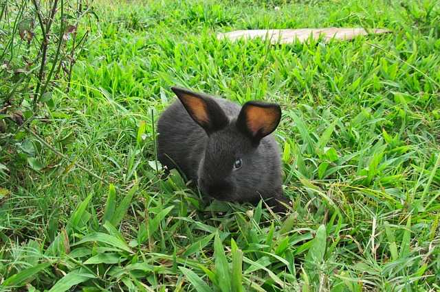 jouer avec son lapin