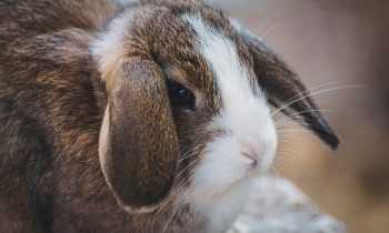 Reconnaitre l’obésité chez un lapin