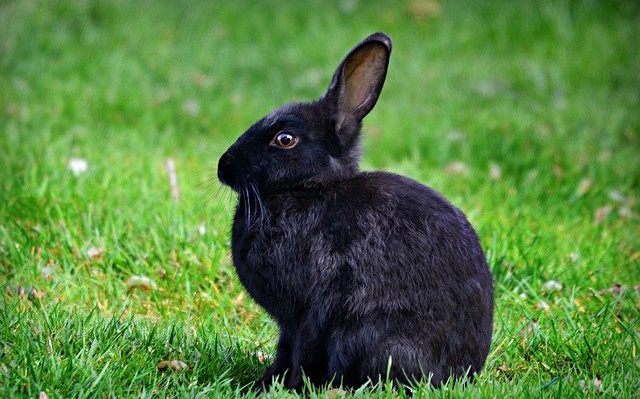 Comment protéger la cage de son lapin en hiver ?