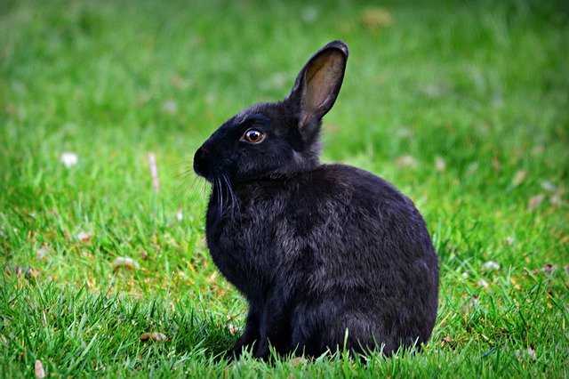 ameliorer la cage de son lapin