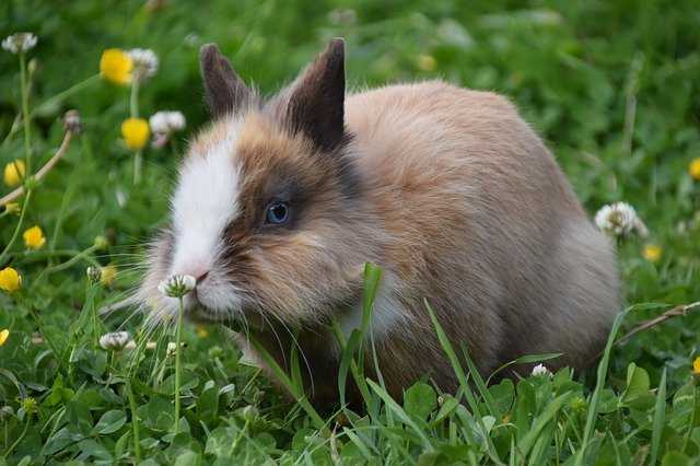 adopter un lapin