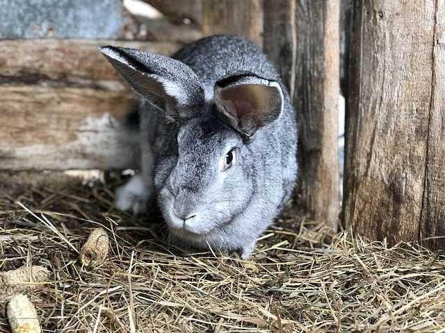 cage lapin en bois