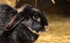 Comment améliorer le confort de la cage de votre lapin ?