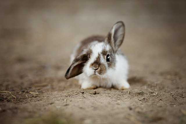 comportement du lapin