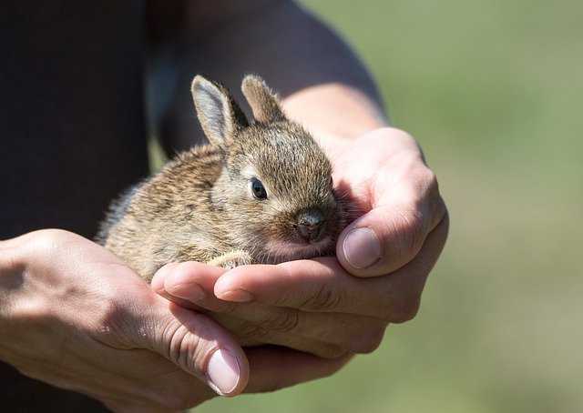 cage lapin nain