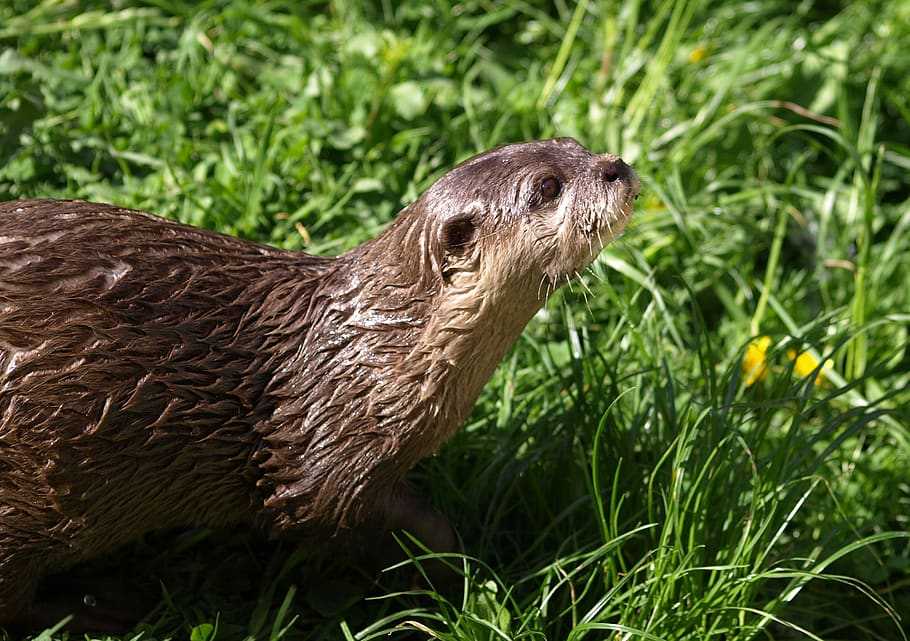 Adopter une loutre