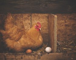 Quelle est la durée de vie d’une poule pondeuse ?