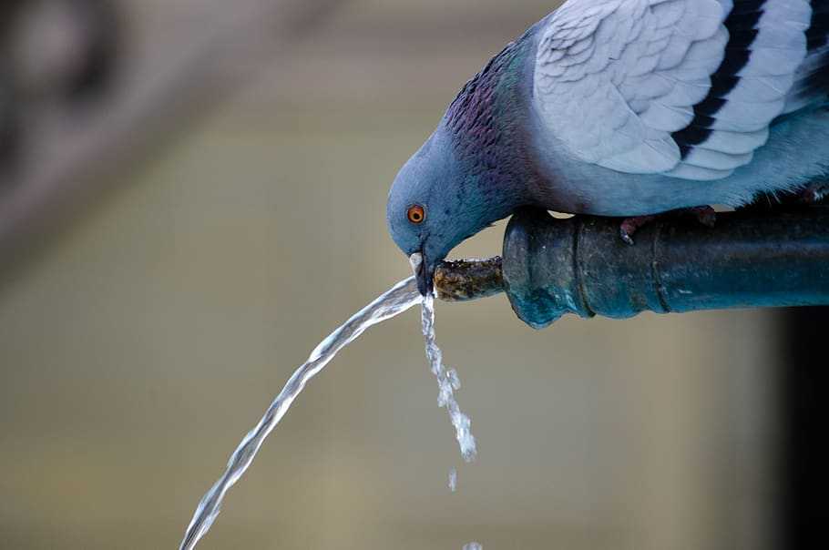 vinaigre blanc pour faire fuir les pigeons