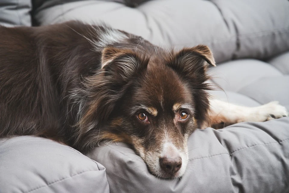 espérance de vie d'un chien