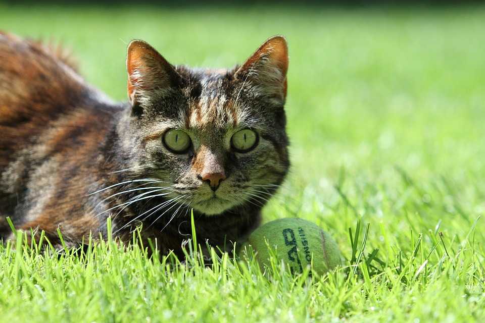 écaille de tortue chat