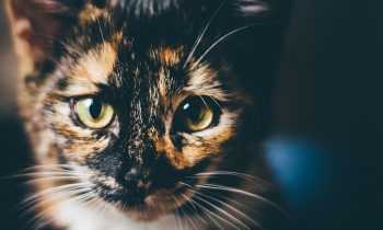 Quel est le caractère d’un chat écaille de tortue ?