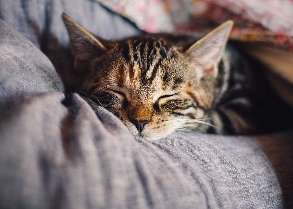 soigner naturellement la constipation chez le chat ?