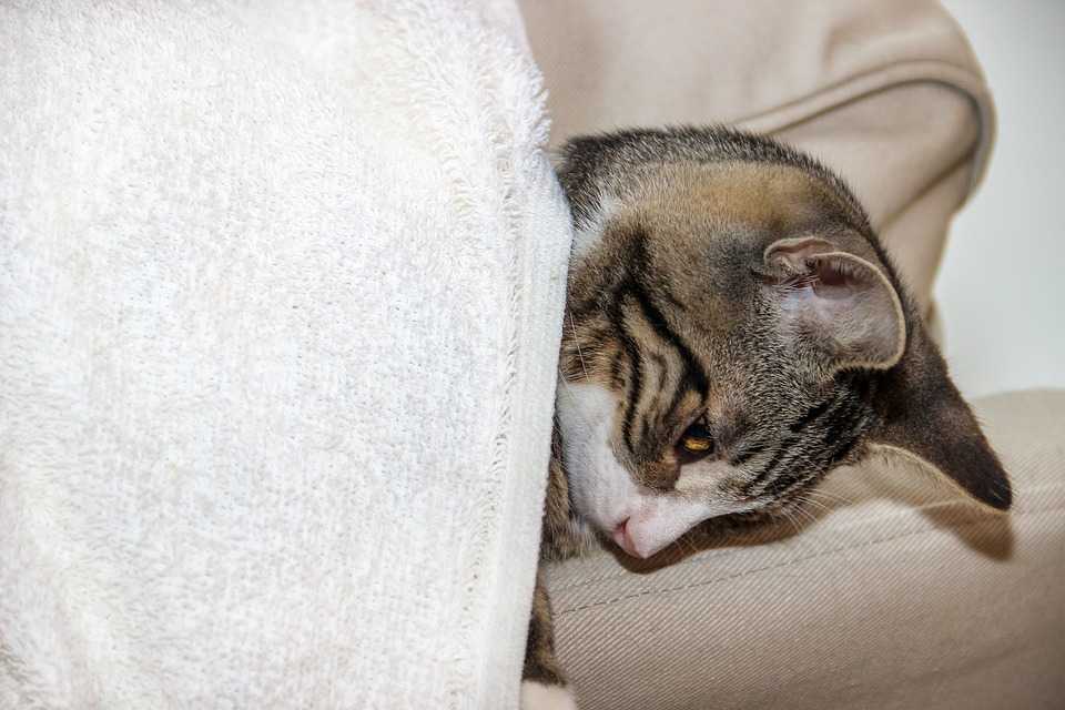 L’écoulement de larme chez un chat