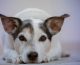 Comment se préparer à l’arrivée d’un chien ?
