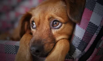 Propreté chiot : Comment apprendre à un chiot à être propre ?