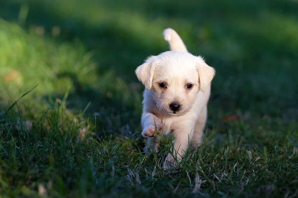 chien heureux