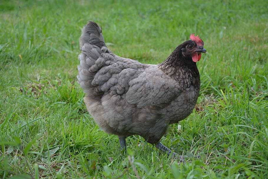 poule pondeuse geline de touraine