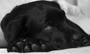 Puis-je donner du Smecta à mon chien ?