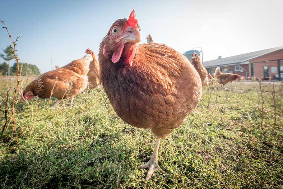 Poule rousse fermière