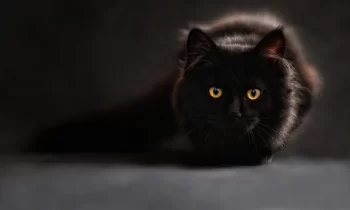 Syndrome du tigre chez le chat : causes et remèdes