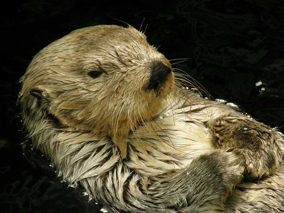 adopter une loutre domestique