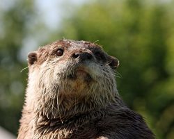 Est-il possible d’adopter une loutre domestique ?
