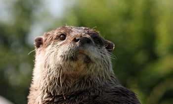 Est-il possible d’adopter une loutre domestique ?