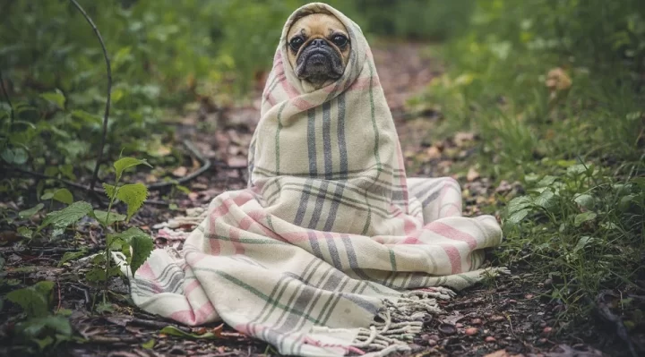 Pourquoi mon chien tremble ? Ca veut dire quoi ?