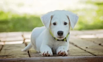 Age chien en humain : Comment calculer l’âge de son chien ?