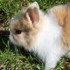prendre soin d’un lapin nain