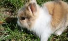 Comment prendre soin d’un lapin nain ?