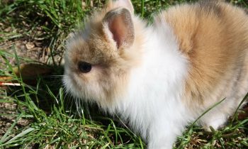 Comment prendre soin d’un lapin nain ?
