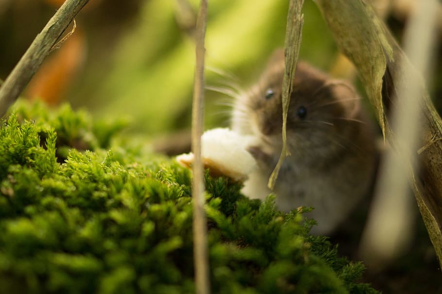 Comment prendre soin d'un hamster ?